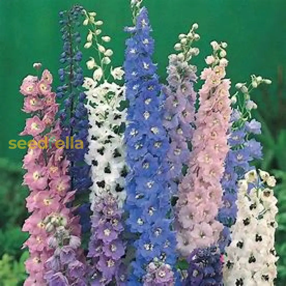 Vine Plant Seeds For Easy Planting Seeds