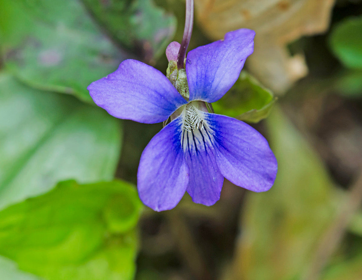 Viola sororia Flower seeds for Planting - Compact Growth, Heirloom & GMO Free Seeds for Home Garden
Sale seeds for home garden