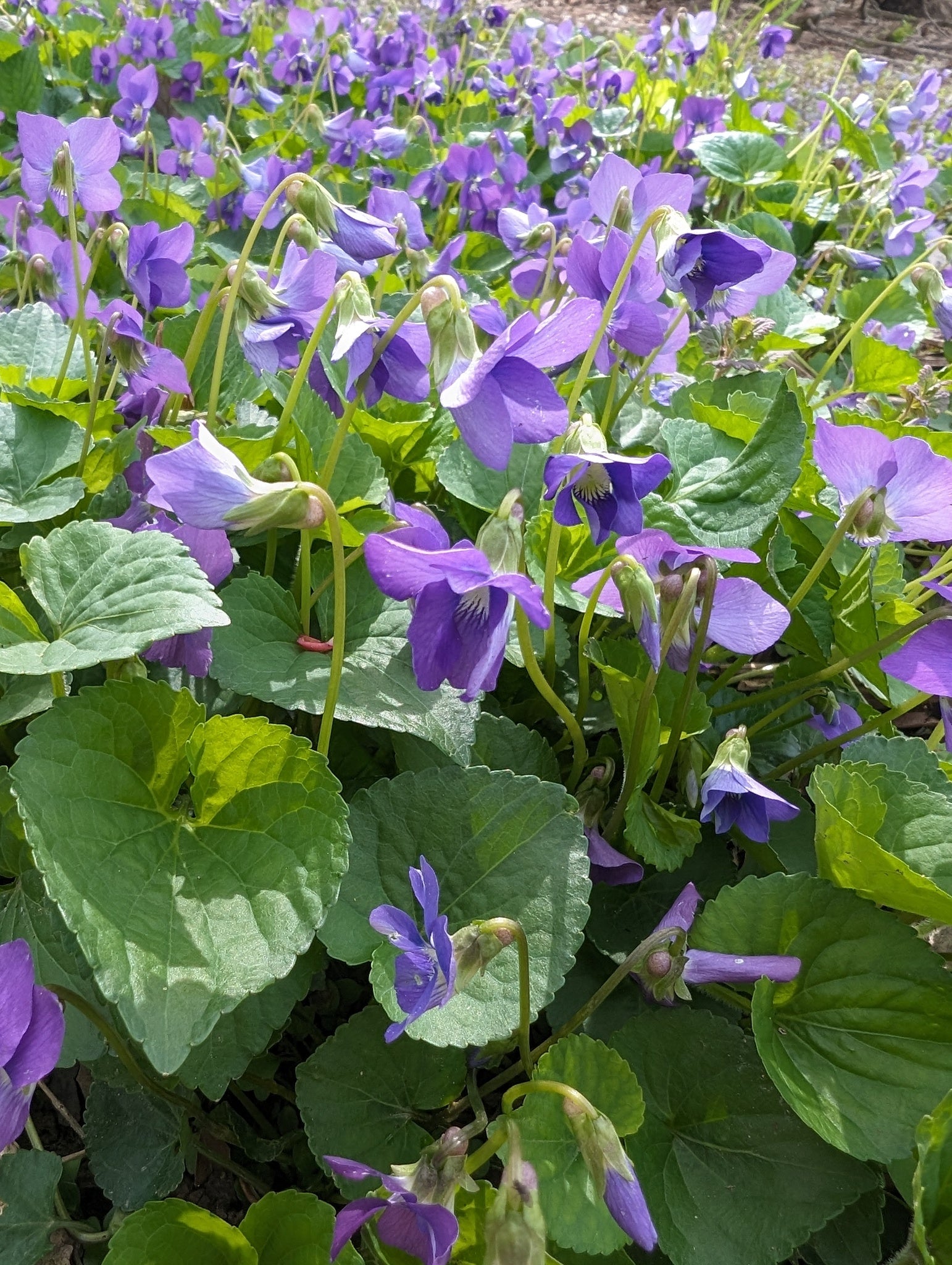 Viola sororia Flower seeds for Planting - Compact Growth, Heirloom & GMO Free Seeds for Home Garden