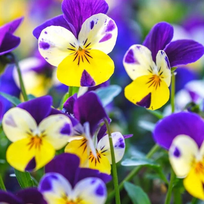 Yellow Pink Mini Violet Flower Seeds for Planting Wildflower Mix Heirloom & GMO Free Seeds for Home Garden
Sale