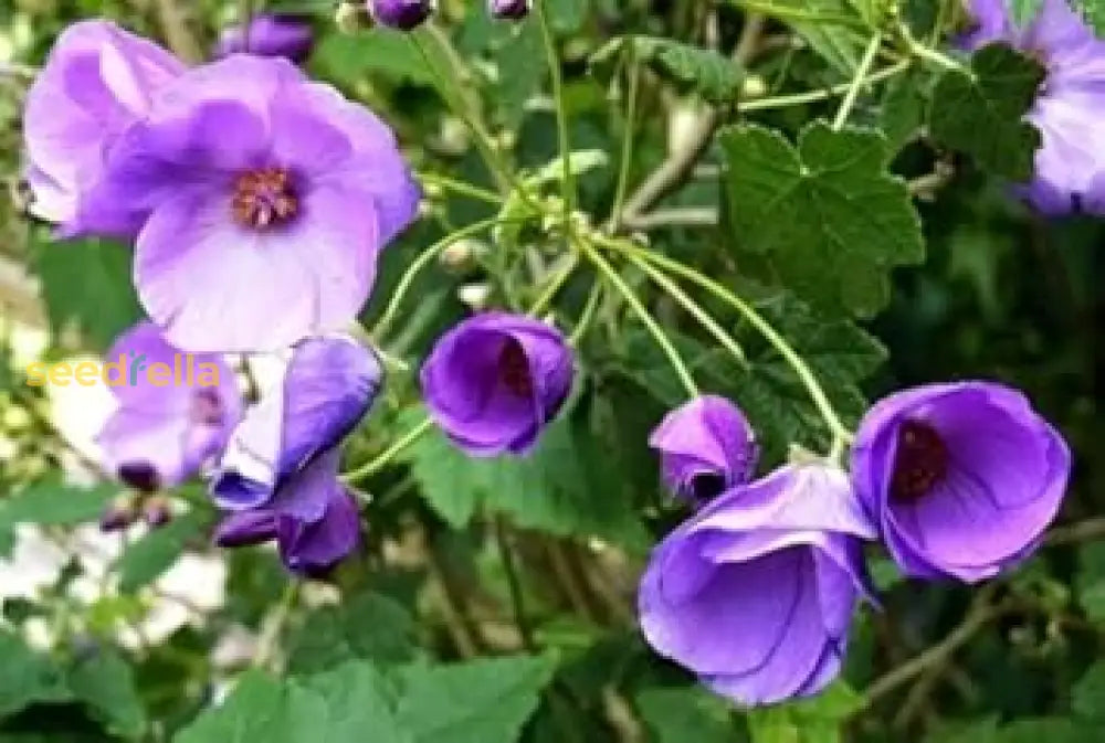 Violet Abutilon Vitifolium Seeds For Planting - Elegant Garden Flowers Flower