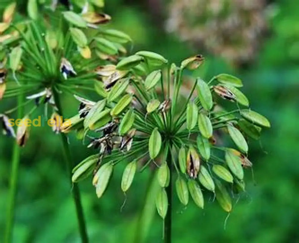 Violet Agapanthus Seeds For Planting Plant Seeds