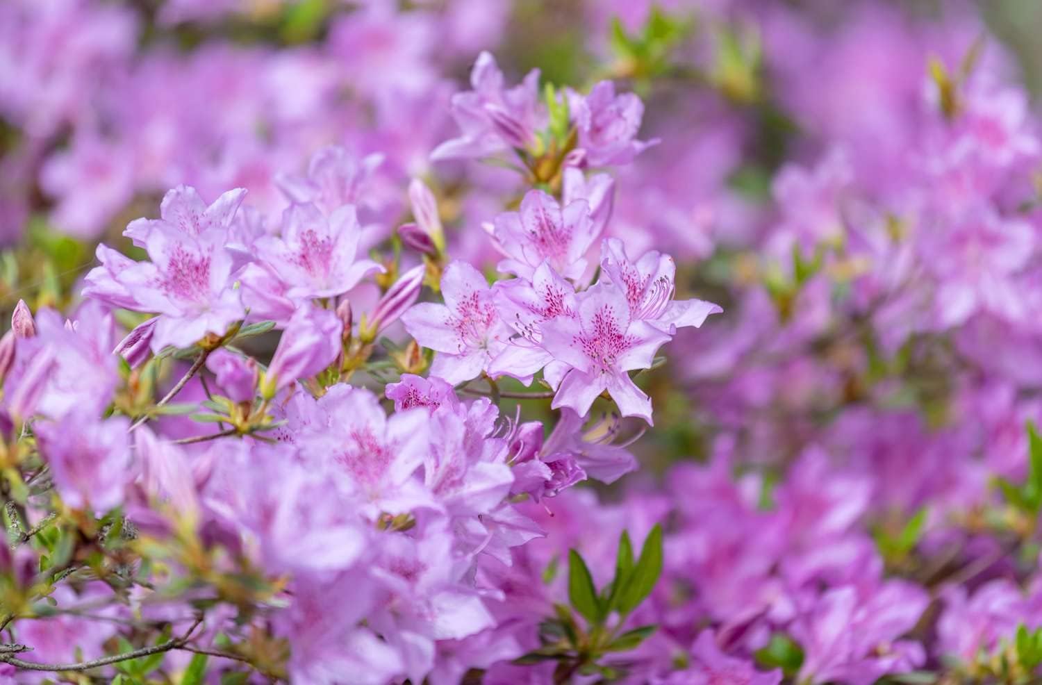 Violet Azalea Flower Seeds for Planting