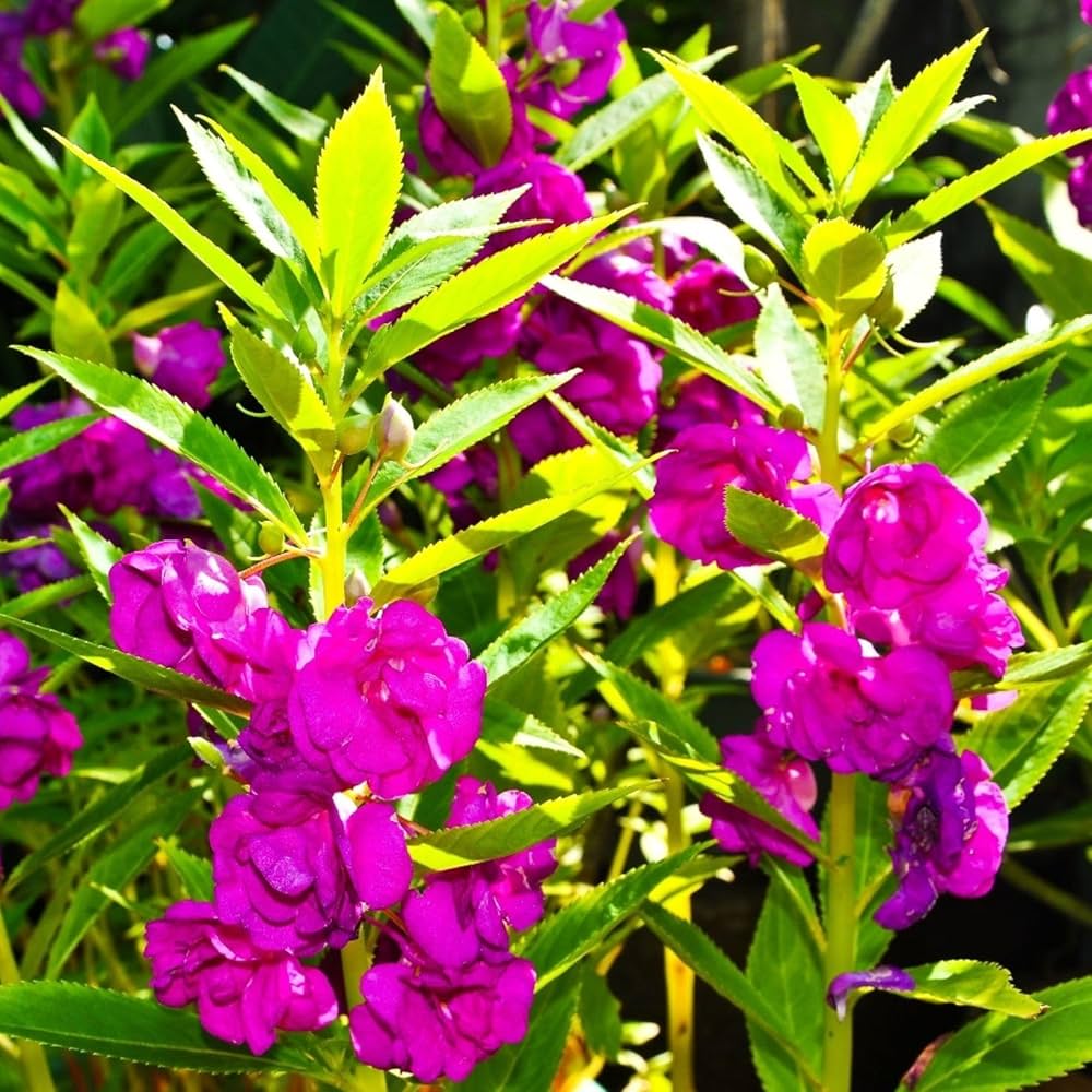 Violet Balsamine Flowering Seeds for Planting – Non-GMO Balsam Garden Seeds