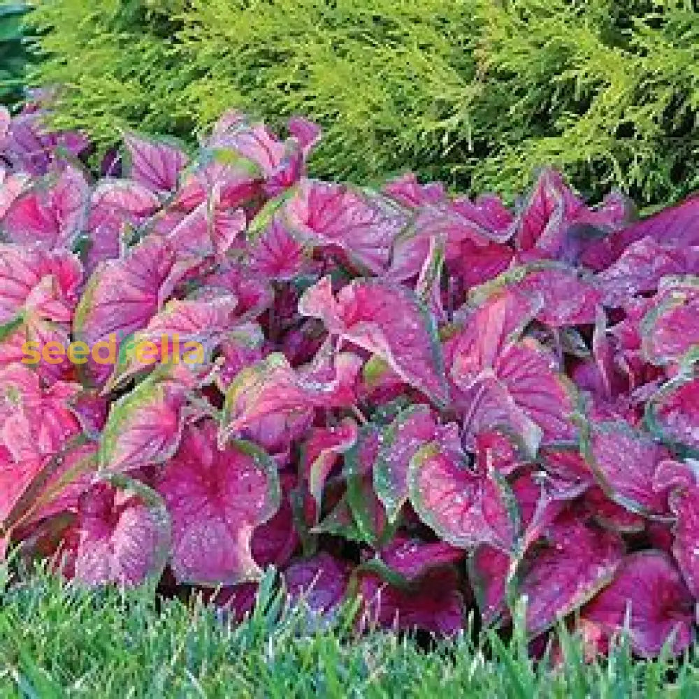 Violet Caladium Seeds For Easy Planting Plant Seeds