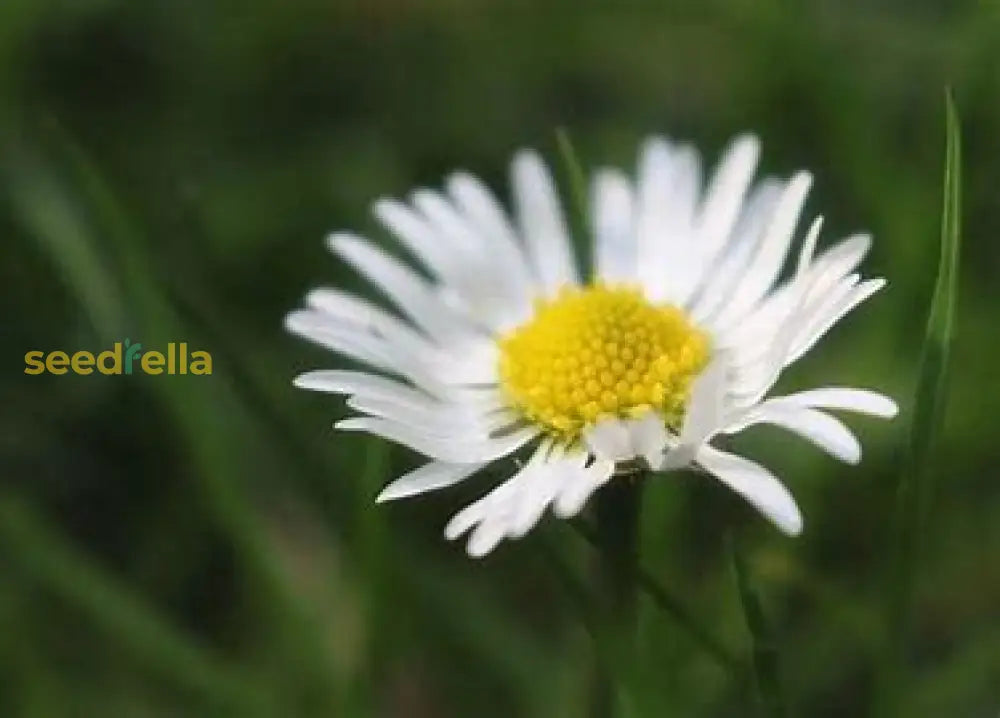 Violet Daisy Seeds For Planting