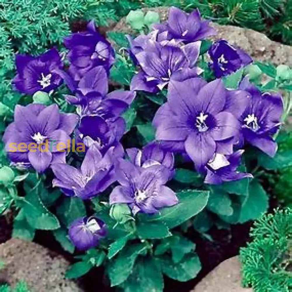 Violet Grandiflorus Planting Seeds - Easy To Grow Flower Plant Seeds