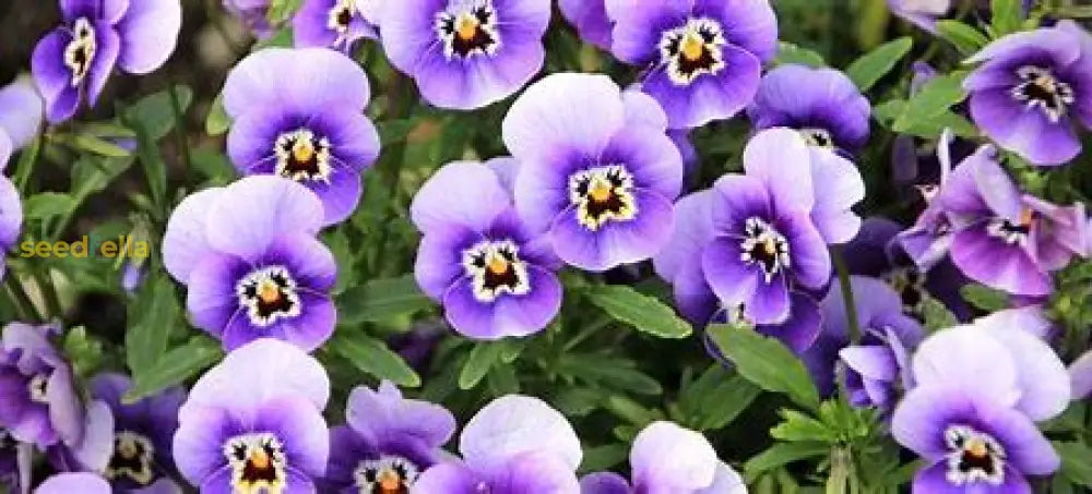 Violet Grandiflorus Planting Seeds - Easy To Grow Flower Plant Seeds