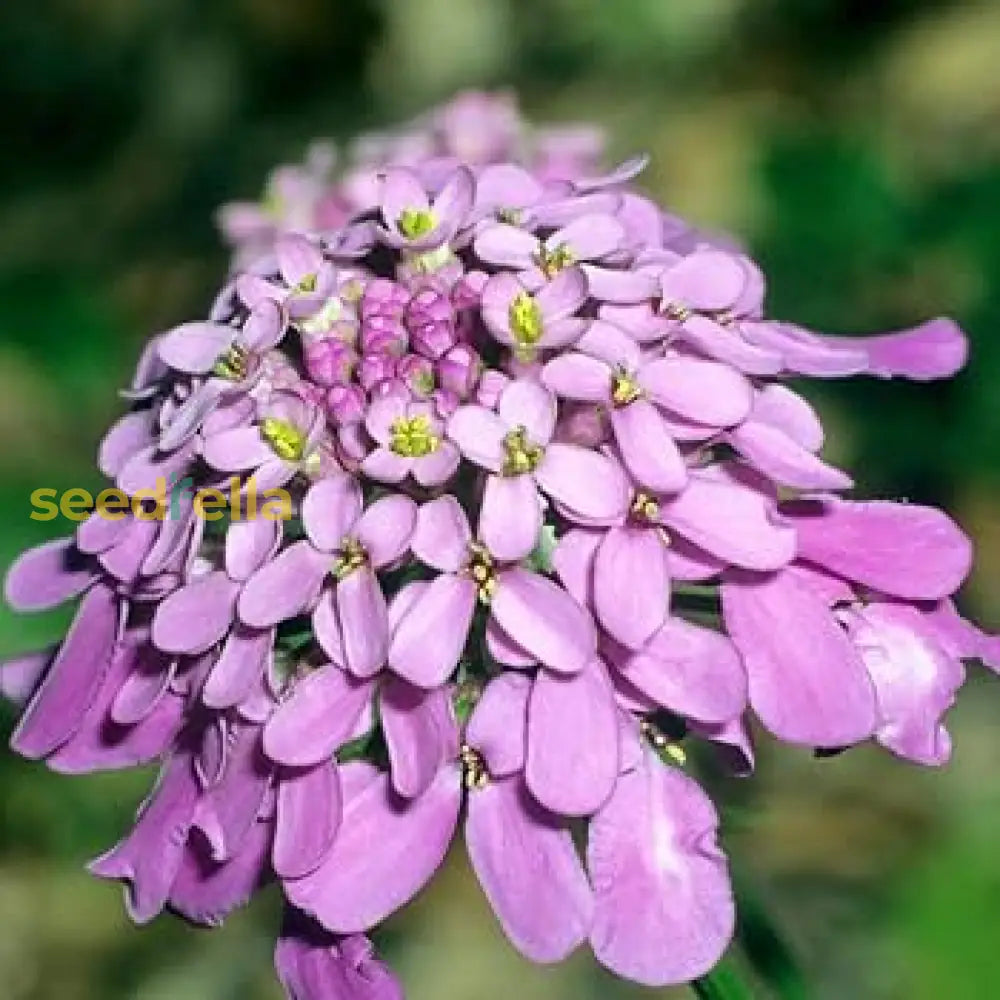 Violet Iberis Amara Flower Seeds For Easy Planting