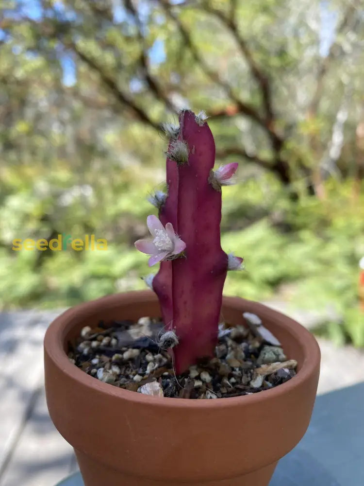 Violet Lepismium Planting Seeds Grow Your Own
