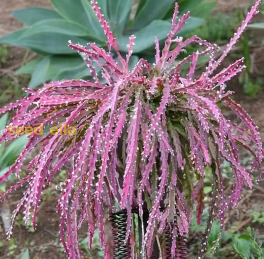Violet Lepismium Planting Seeds Grow Your Own