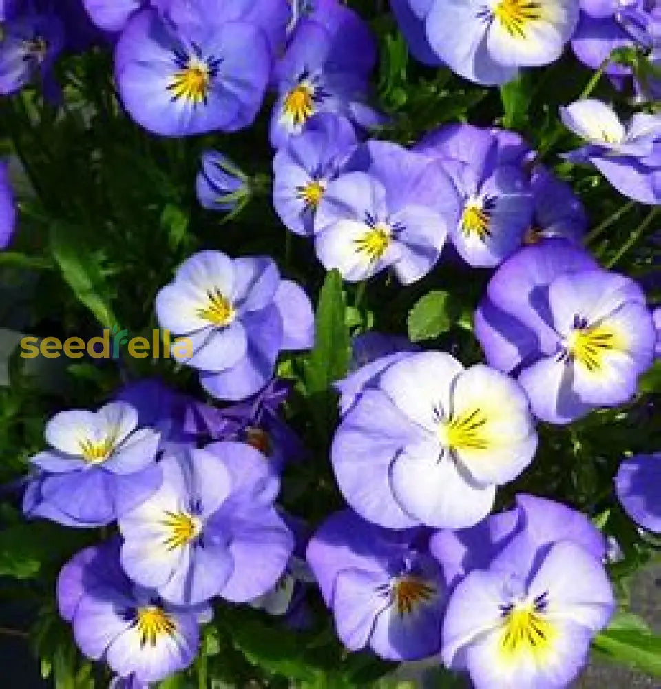 Violet Perennial Flower Seeds For Planting Plant Seeds