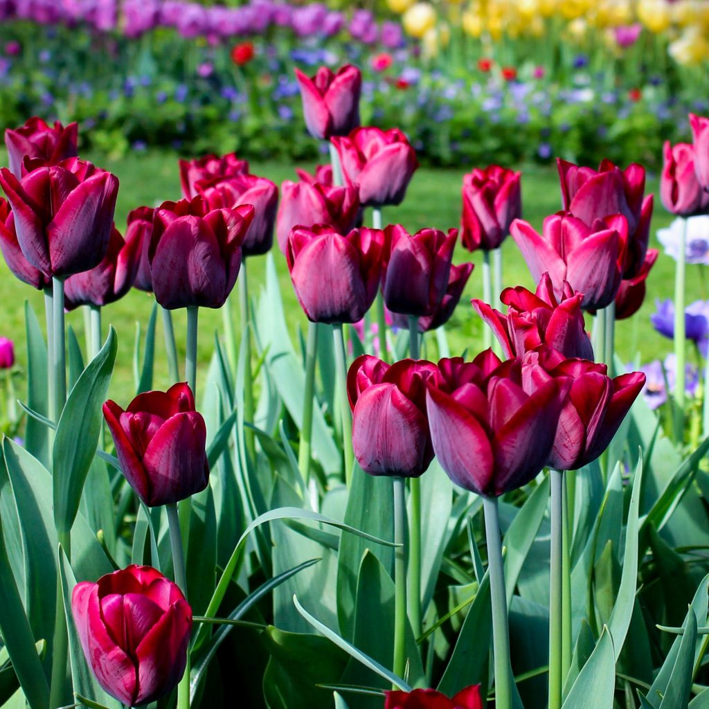 Violet Tulip seeds for borders and garden beds
