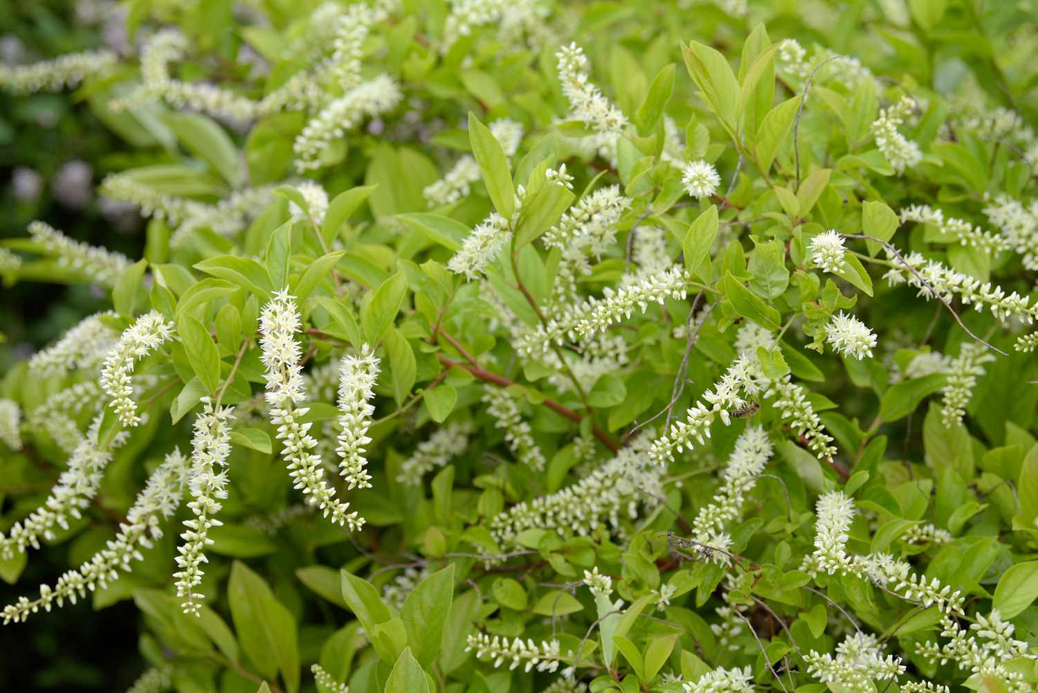 White Sweetspire Flower seeds for Planting - Sun Loving, Heirloom & GMO Free Seeds for Home Garden