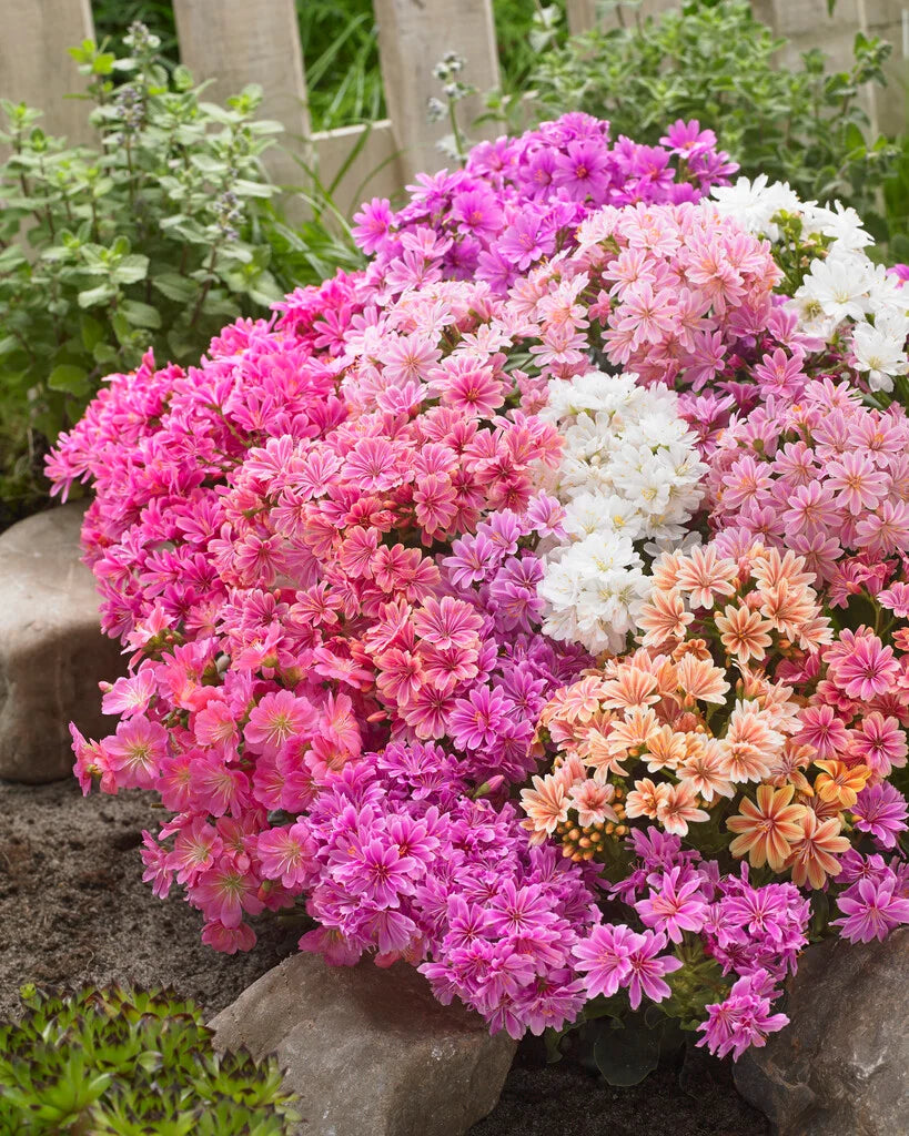Heirloom Lewisia Flower seeds blooming in flower beds, containers, borders, and pollinator-friendly gardens