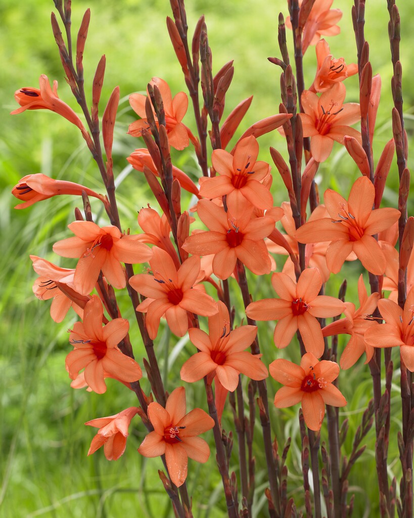 Bugle Lily Watsonia Pillansii Flower Seed for Plantings for Planting – Heirloom Non-GMO for Garden Planting
