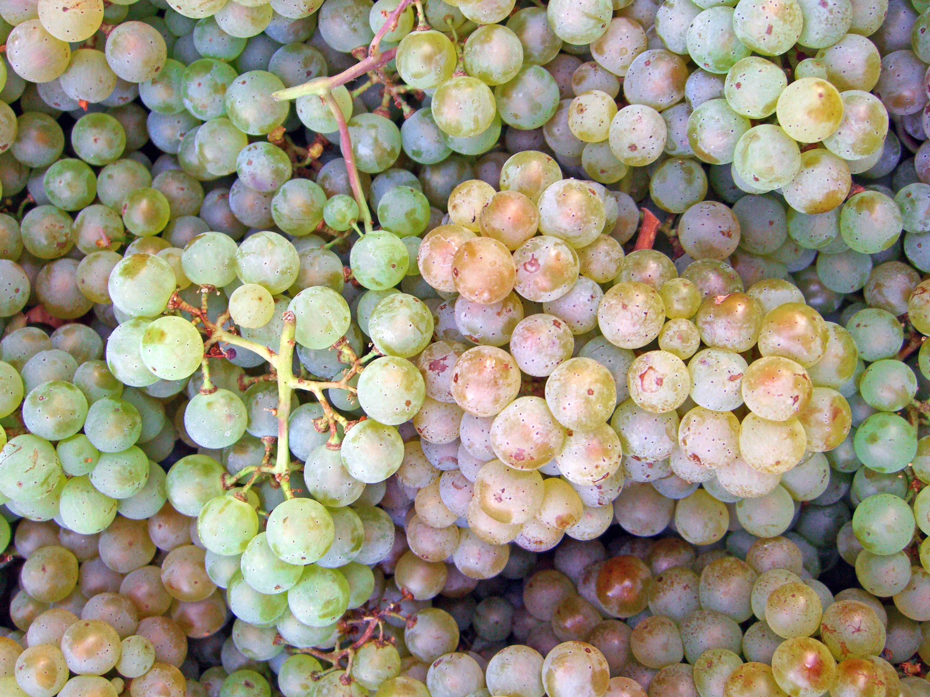 Vitis vinifera grapevine leaves and tendrils