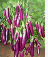 Millionaire Purple Eggplant Seeds for Planting Grow Delicious Eggplants in Your Garden