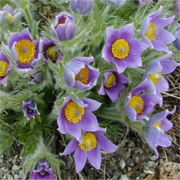 Sky Blue Anemone Pulsatilla Flower Seeds for Planting Cottage Garden Essential Heirloom & GMO Free Seeds for Home Garden