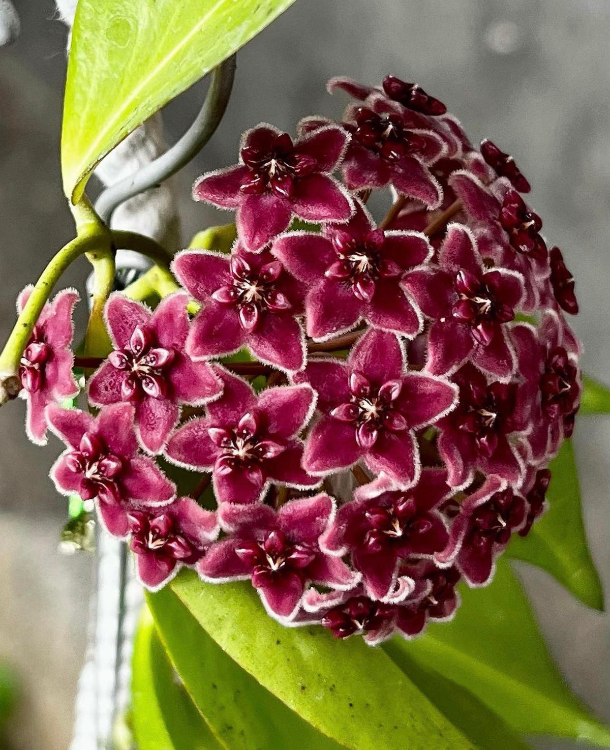 Red Carnosa Flower Seeds Flower seeds for Planting Wildflower Mix Heirloom & GMO Free Seeds for Home Garden
Sale for planting in home garden