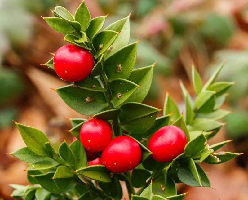 Ruscus Fruit Seeds for Planting: Grow Your Own Unique Berries!