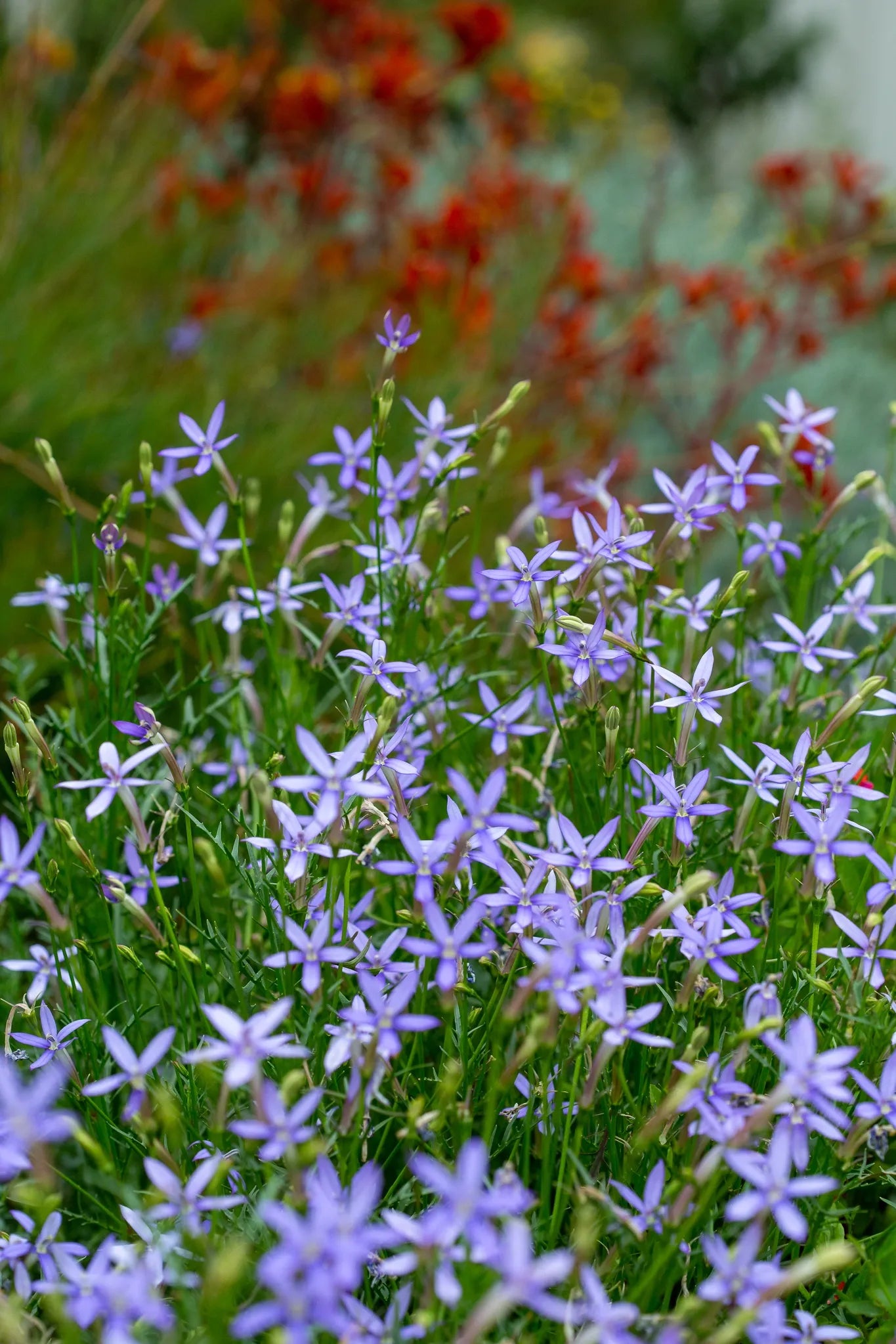 Blue Laurentia Flower seeds for Planting - Vibrant Colors, Heirloom & GMO Free Seeds for Home Garden