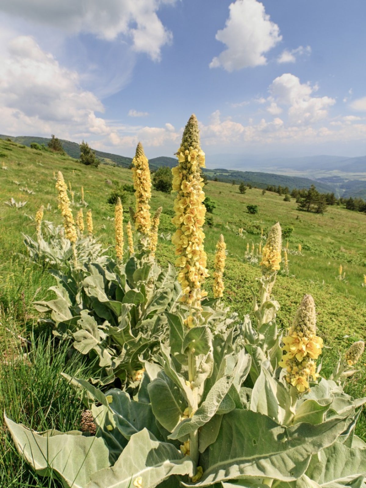Yellow Mullein Seeds: Essential Planting Tips