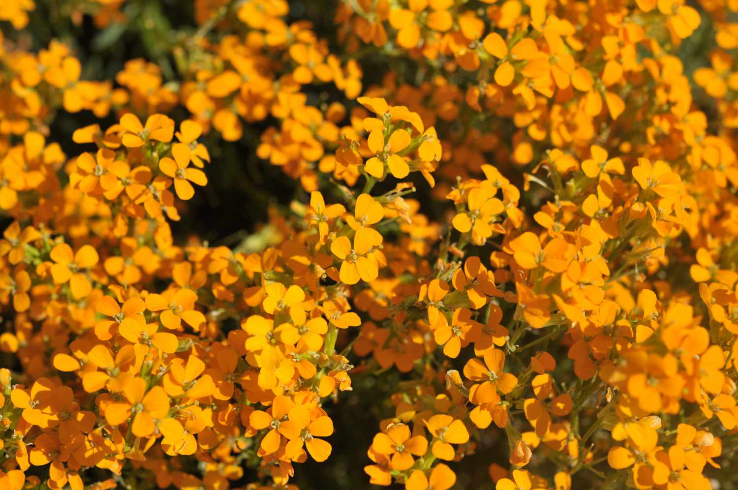 Orange Wall Flower seeds for Planting - Seasonal Bloomer, Heirloom & GMO Free Seeds for Home Garden