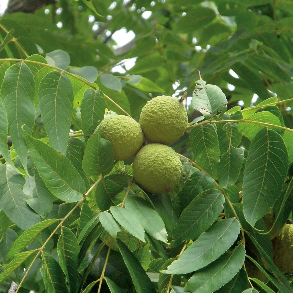 Green Walnut Fruit Planting Seeds - Nutritious Seeds for Home Gardening & Sustainable Planting - Evergrowseeds