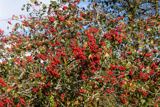 Washington Hawthorn Seeds – Crataegus phaenopyrum Non-GMO Mayflower Tree