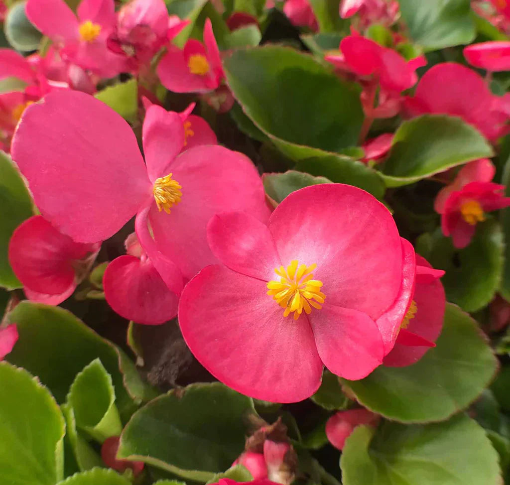 Colorful Wax Begonia Flowers in Garden