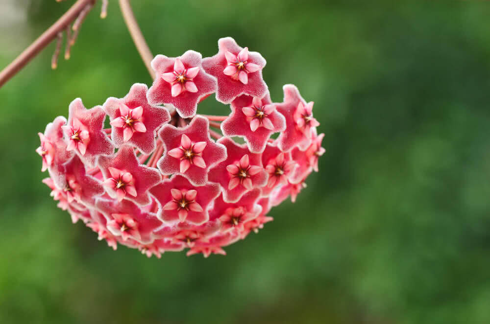 Green-Red Hoya Flower seeds for Planting - Long Bloom Season, Heirloom & GMO Free Seeds for Home Garden