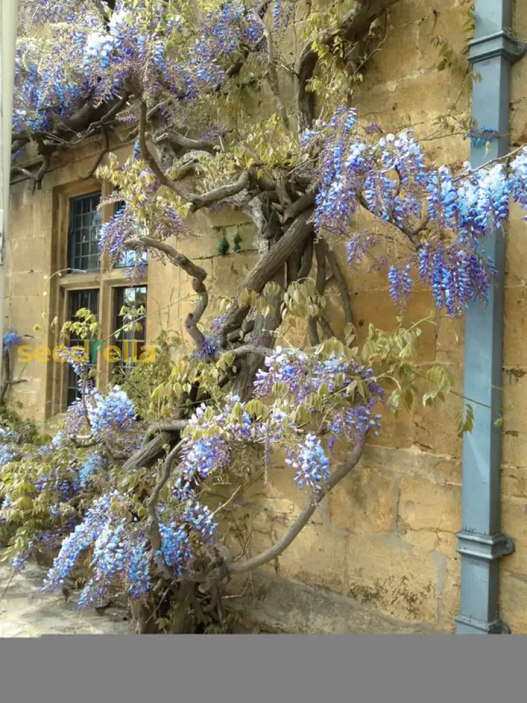 Weeping Wisteria Tree Seeds For Planting Blue Plant Seeds