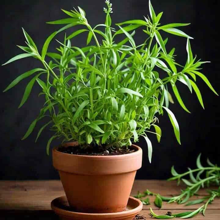 Green Tarragon Seeds for Planting