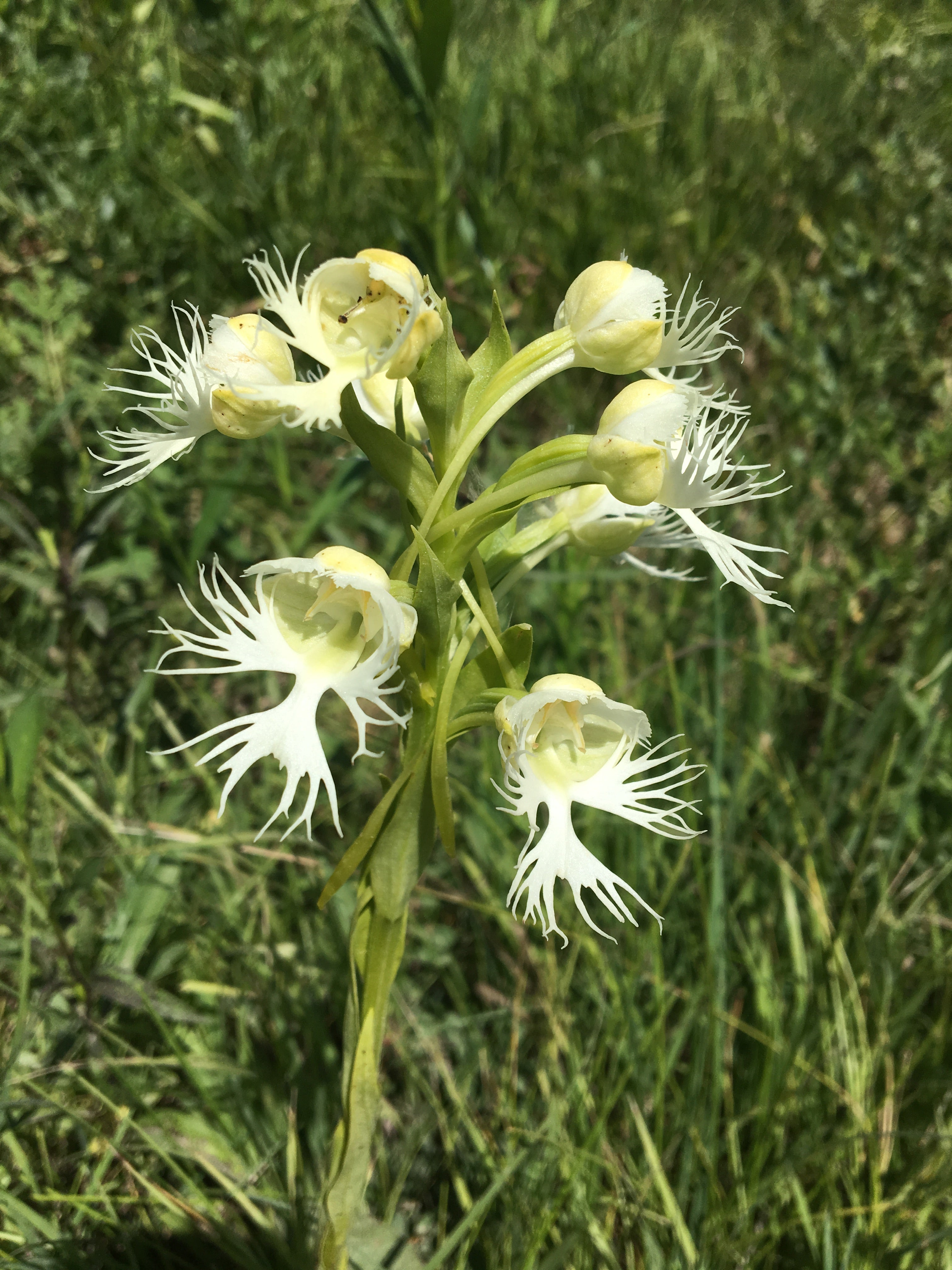 Fringed Orchid Flower seeds for Planting Perfect for Borders Heirloom & GMO Free Seeds for Home Garden