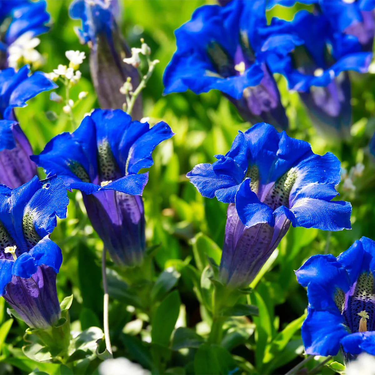 Gentiana Flower seeds blooming in flower beds, containers, borders, and pollinator-friendly gardens