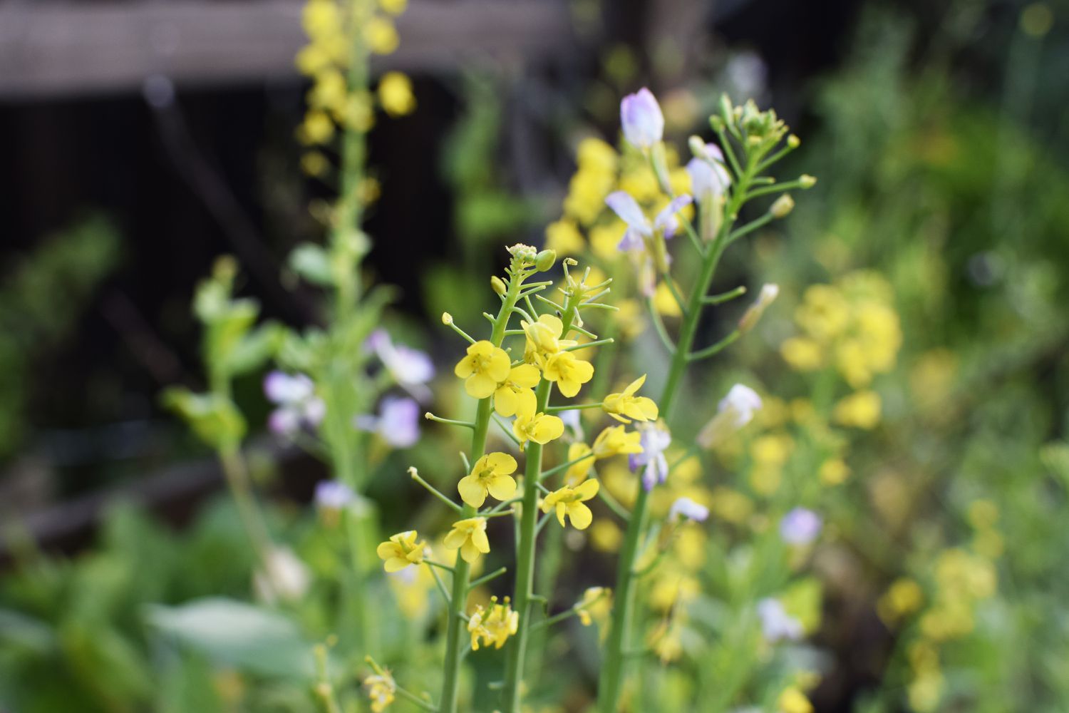 Lettuce Flower seeds for Planting - Vibrant Colors, Heirloom & GMO Free Seeds for Home Garden