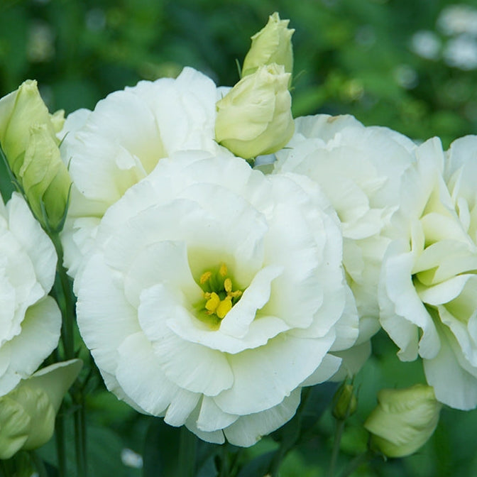 Eustomia Flower seeds for Planting - Perfect for Borders, Heirloom & GMO Free Seeds for Home Garden
