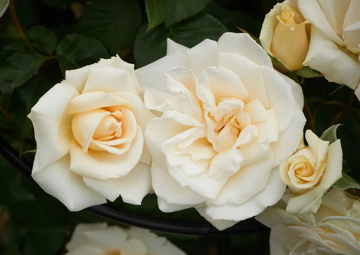 Rarest White Knight Rose Flower Seeds for Planting Premium Quality Ideal for Your Garden Heirloom & GMO Free Seeds for Home Garden
Sale