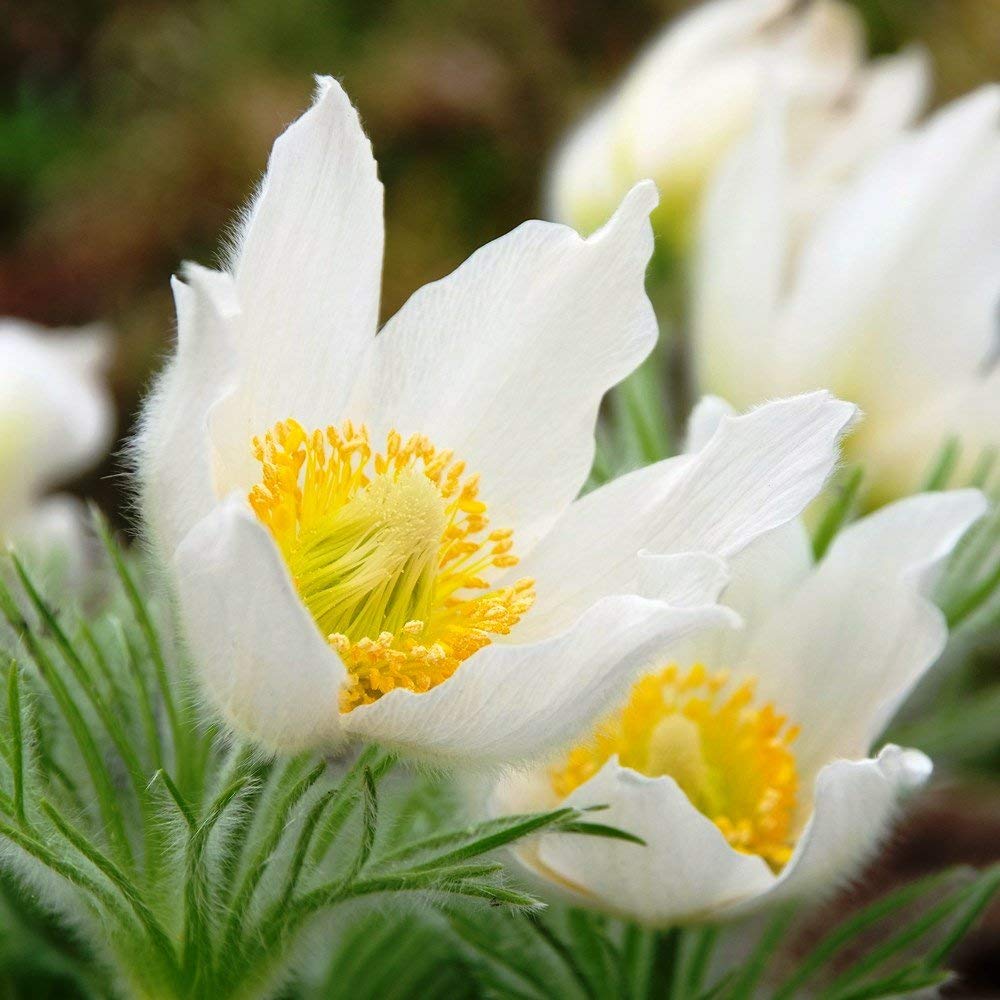 White Anemone Pulsatilla Seeds for Planting
