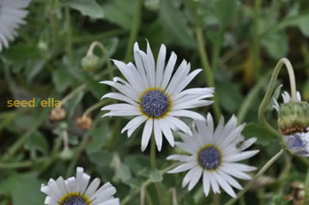 White Arctotis Grandis Seeds For Planting | Stunning Flower Your Garden