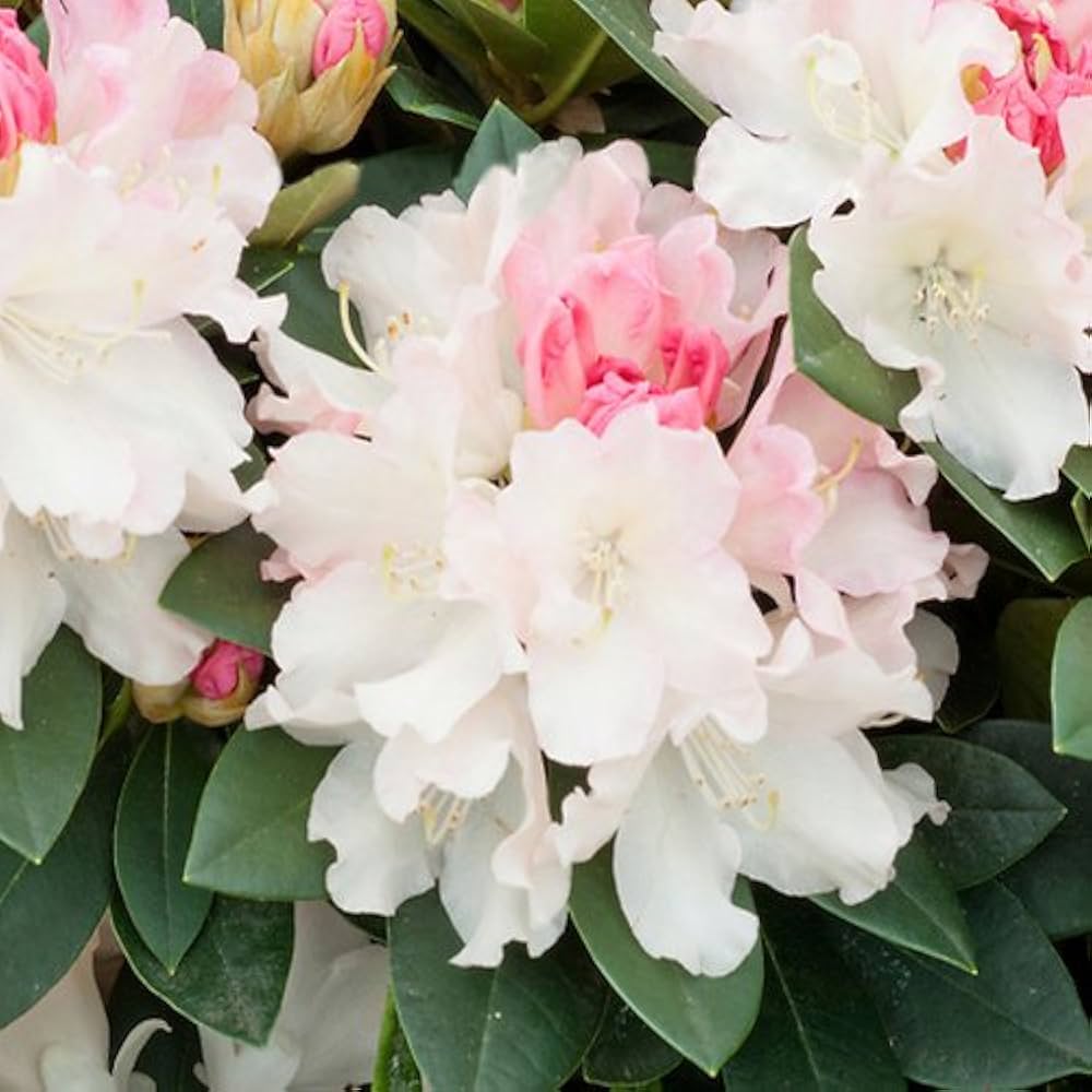 White Azalea Flower Seeds for Planting