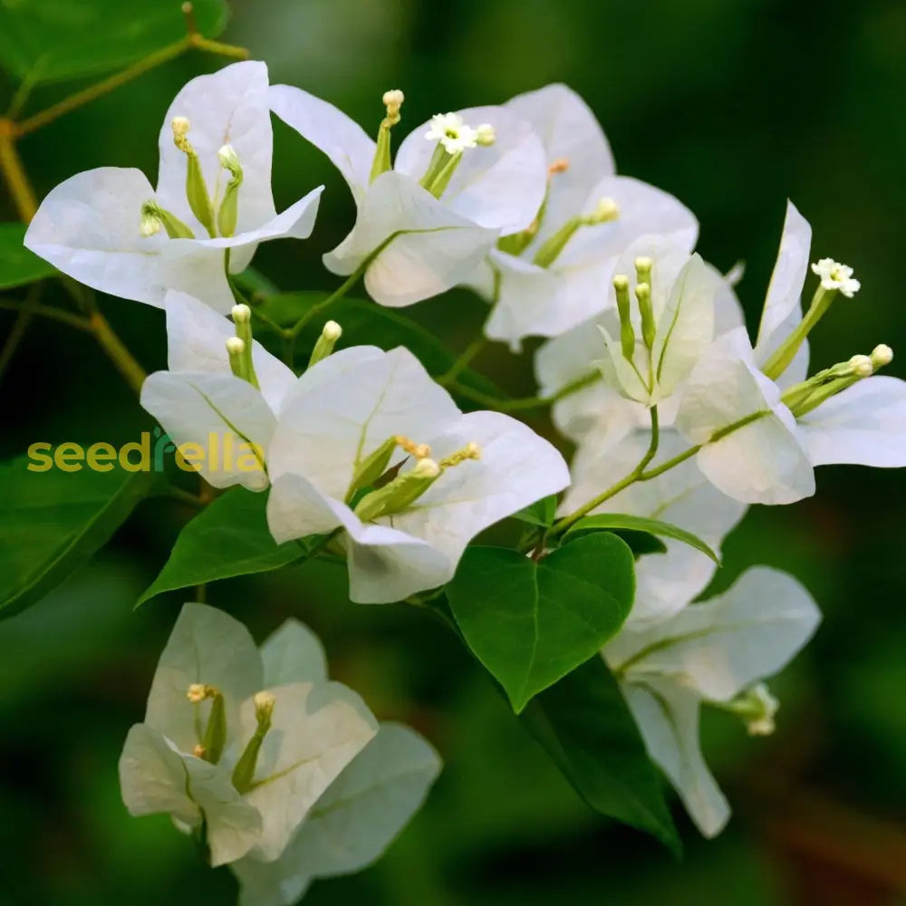 bougainvillea flower seeds Buy White Bougainvillea Kousa Flower Seeds for Planting