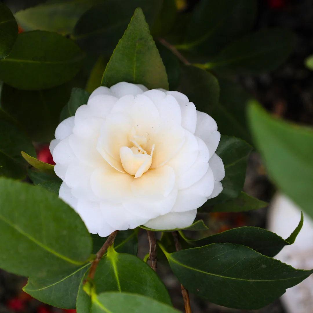 Heirloom Camelia Flower seeds for Planting Sun Loving Heirloom & GMO Free Seeds for Home Garden