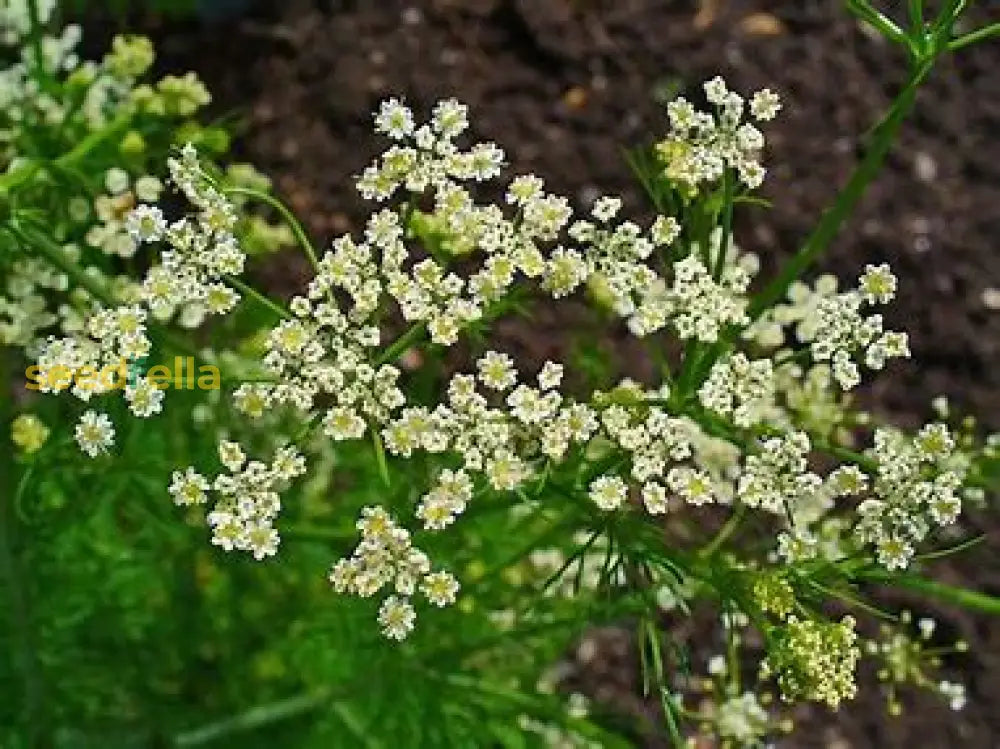 White Caraway Seeds For Planting Plant Seeds