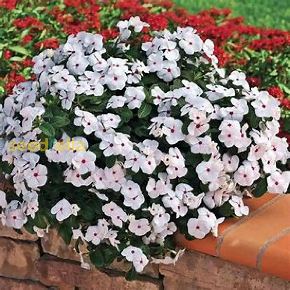 White Cascading Plant Seeds For Easy Planting Seeds