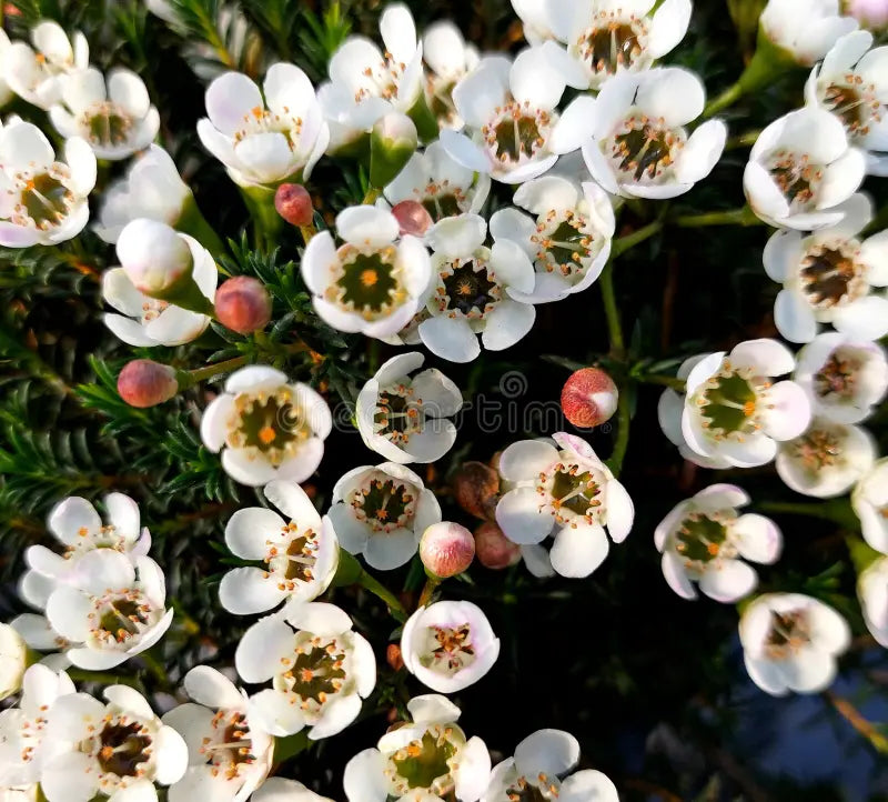 Geraldton Flower seeds for Planting - Colorful Display, Heirloom & GMO Free Seeds for Home Garden