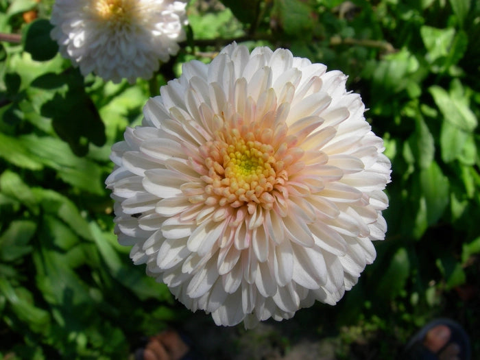 White Pink Chrysanthemum Flower seeds for Planting - Bright Blooms, Heirloom & GMO Free Seeds for Home Garden