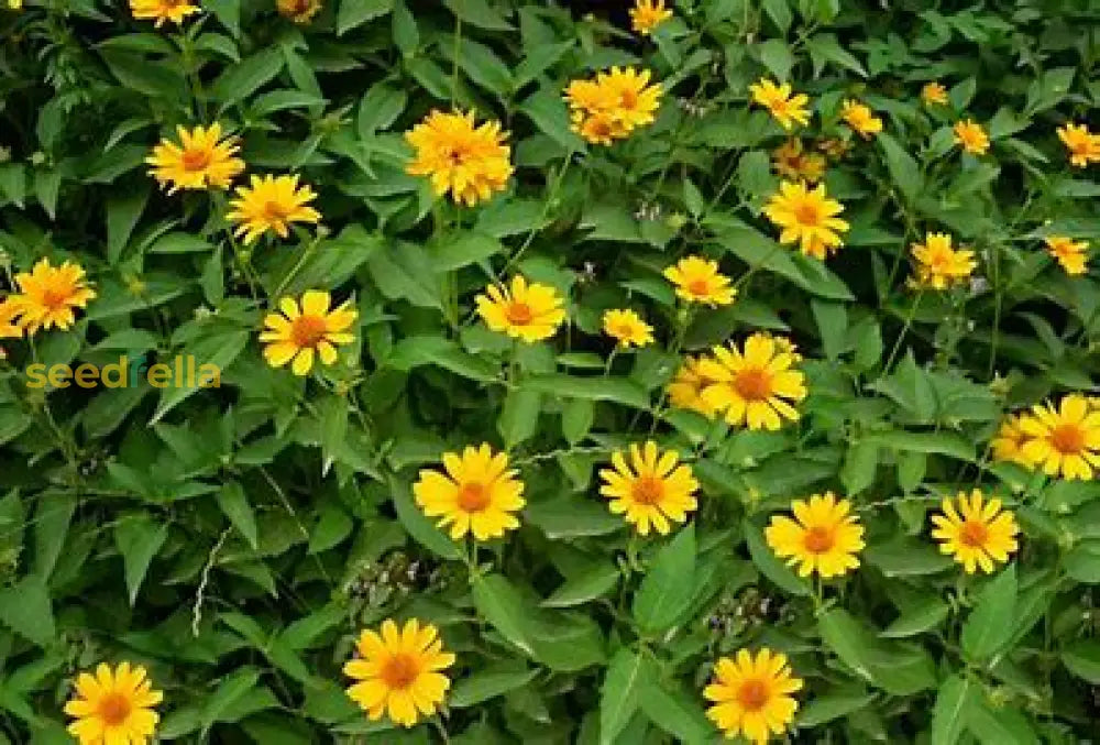 White Cinerariifolium Planting Seeds - Easy To Grow Flower Plant Seeds