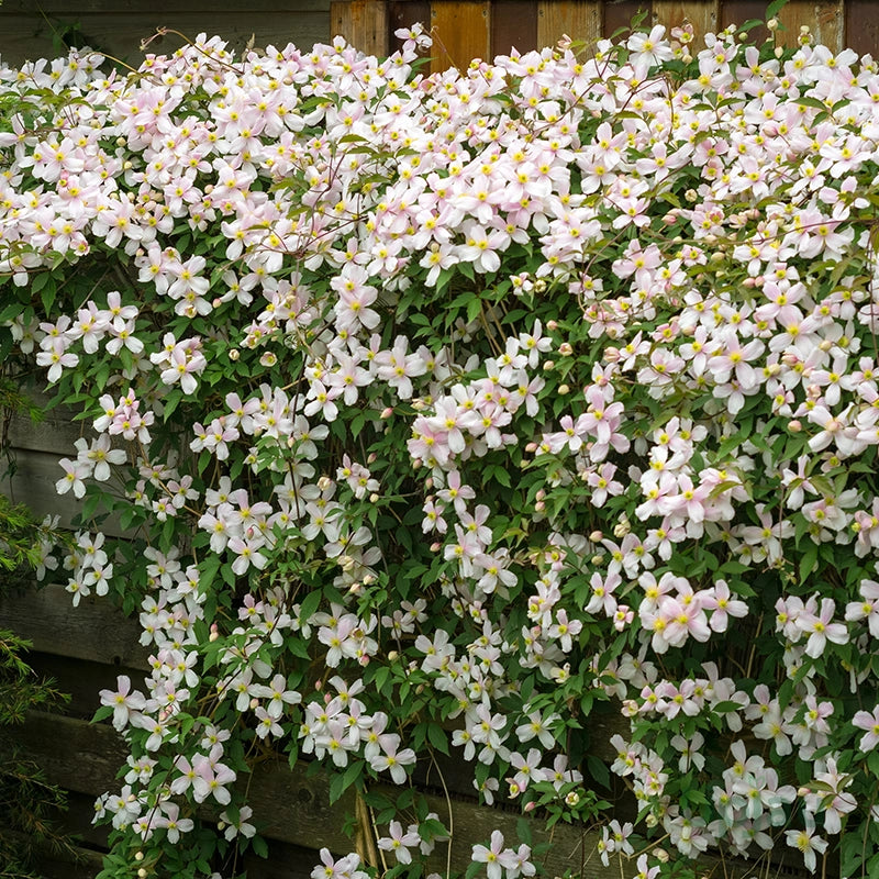 White Clematis Flower seeds for Planting - Compact Growth, Heirloom & GMO Free Seeds for Home Garden